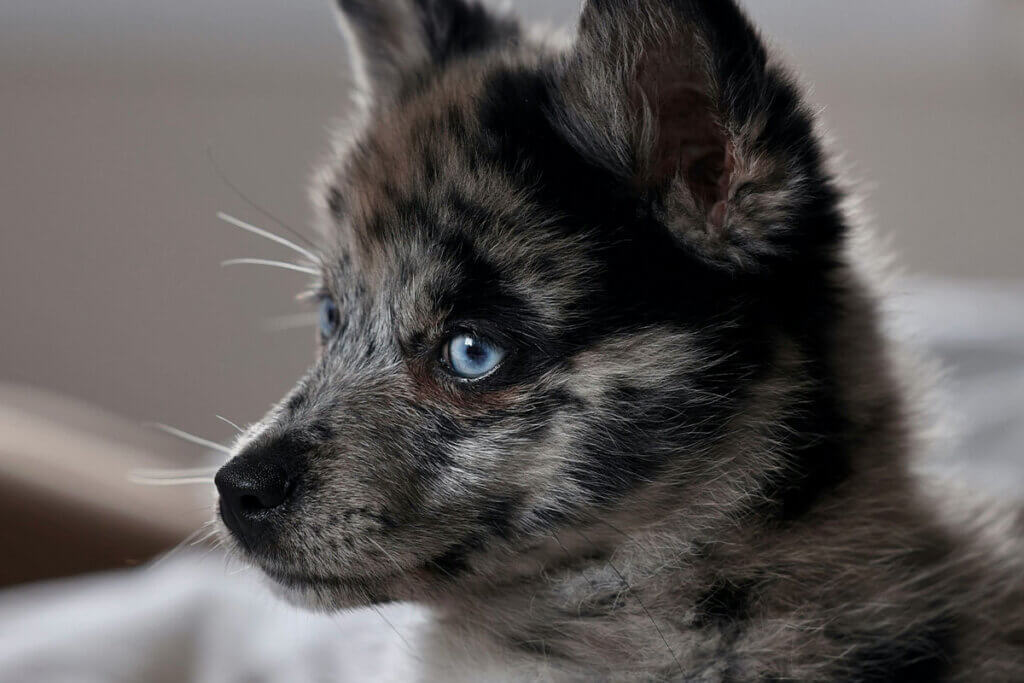 Ein grau-melierter Pomsky mit stechend blauen Augen.