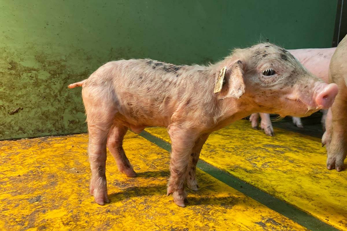 Ein Ferkel steht in einer Schweinebucht.