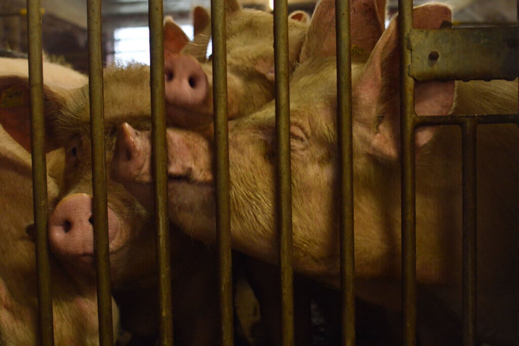 Schweine in einem Mastbetrieb hinter Gitterstaeben.