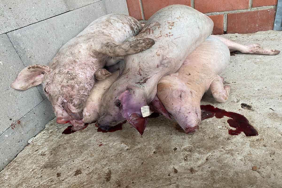 Drei Kadaver von Schweinen liegen in einer Blutlache in einem Schweinestall.