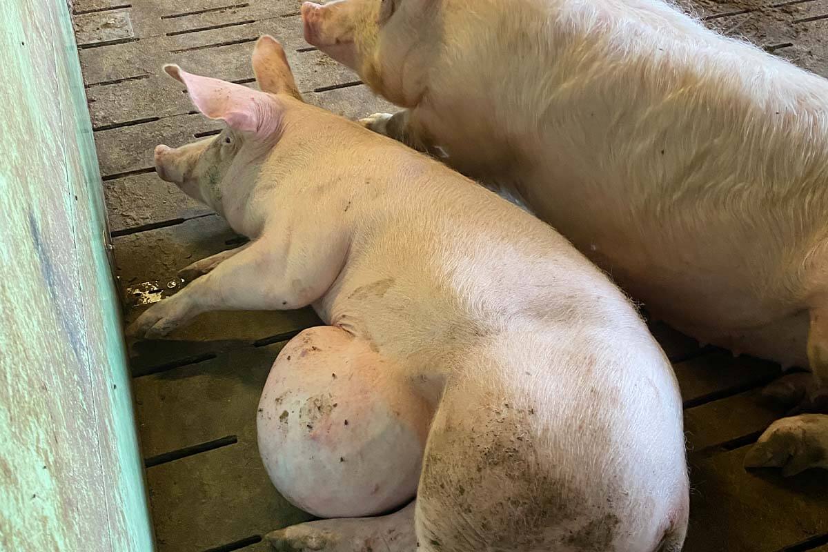 Ein Schwein liegt auf einem Spaltenboden in einer Bucht und hat einen angeschwollenen entzuendeten Bauch.