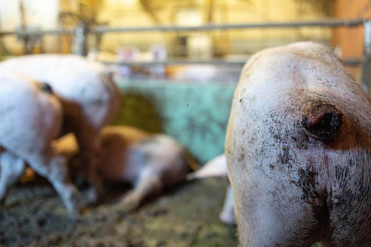 Schweine in einer Bucht mit entzuendeten Hinterteilen.