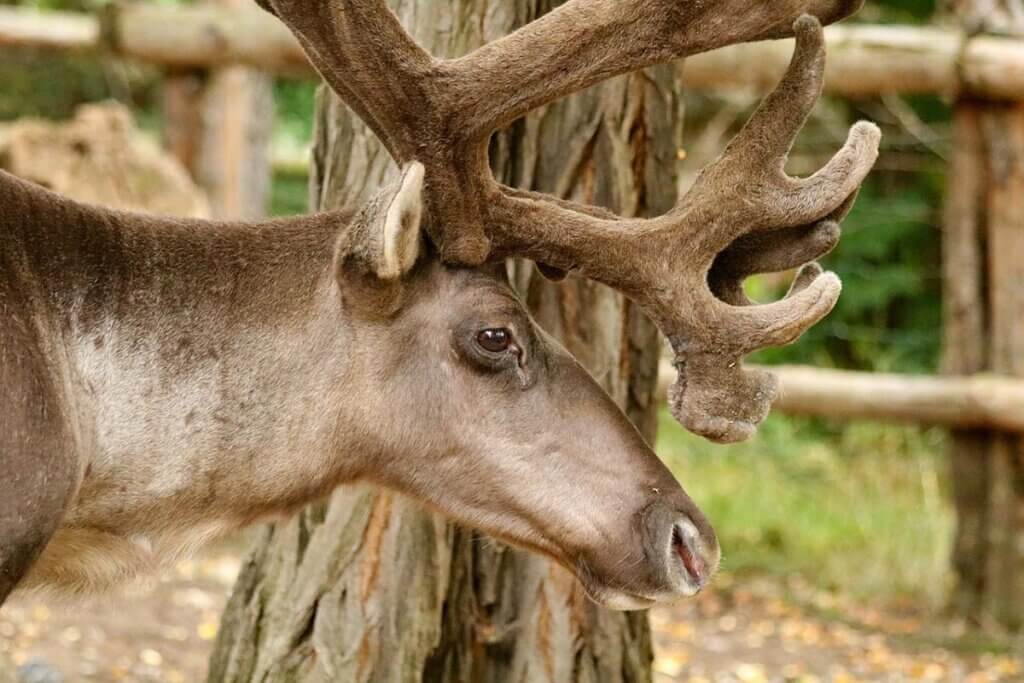 Ein Rentier in einem Außengehege eines Naturparks, schaut traurig.