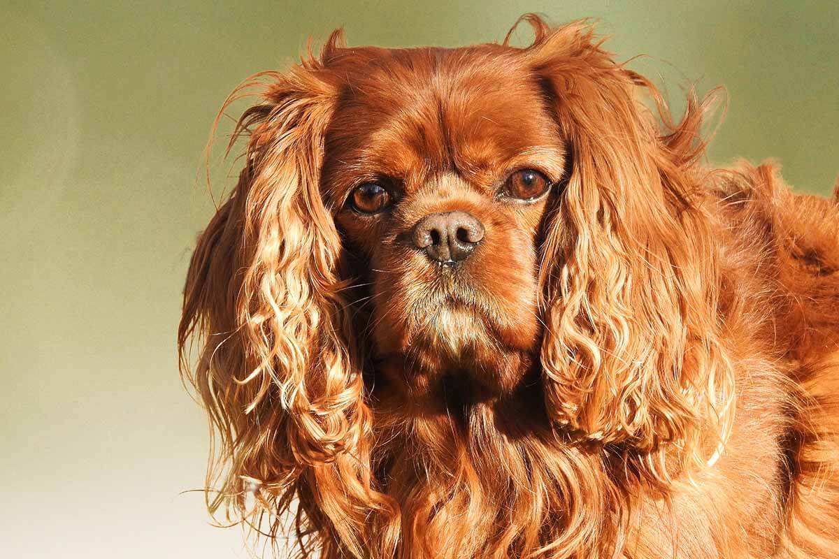 Ein brauner Cavalier King Charles Spaniel schaut in die Kamera