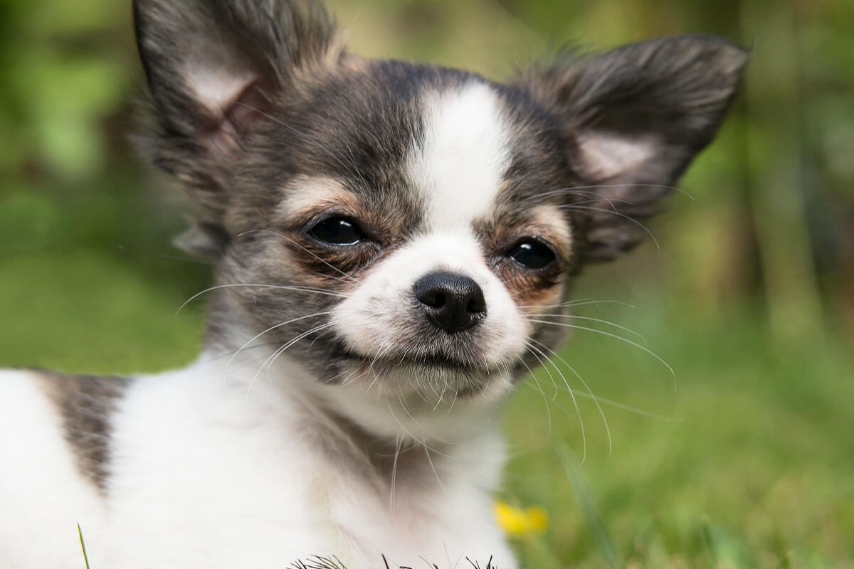 Ein Chihuahua liegt im Gras