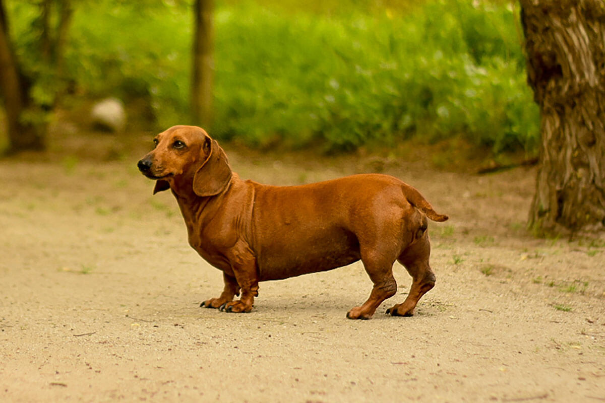 Ein brauner Dackel steht auf einem Parkweg