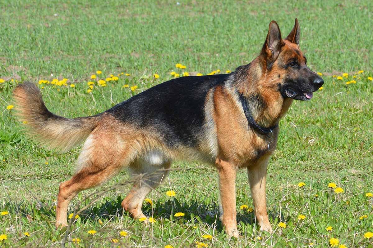 Ein deutscher Schaeferhund steht auf einer gruenen Wiese