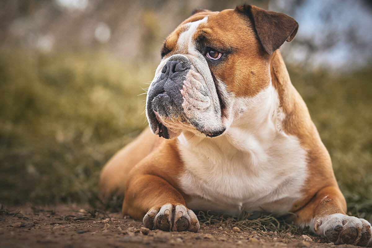 Eine braune Englische Bulldogge liegt auf einem Waldboden