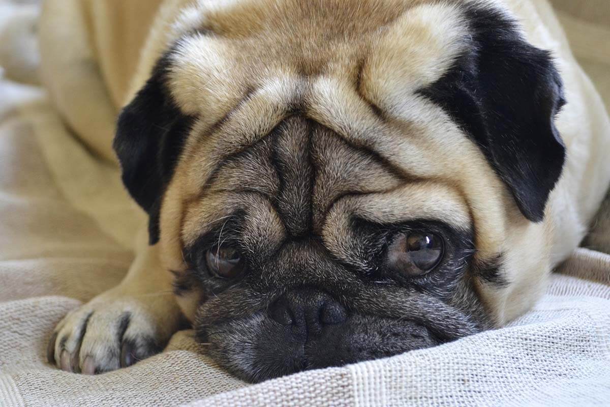 Ein Mops liegt auf einer Decke mit dem Kopf ab.