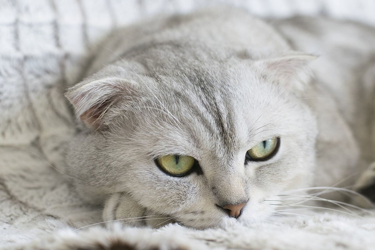 Eine hellgraue Scottish Fold Katze