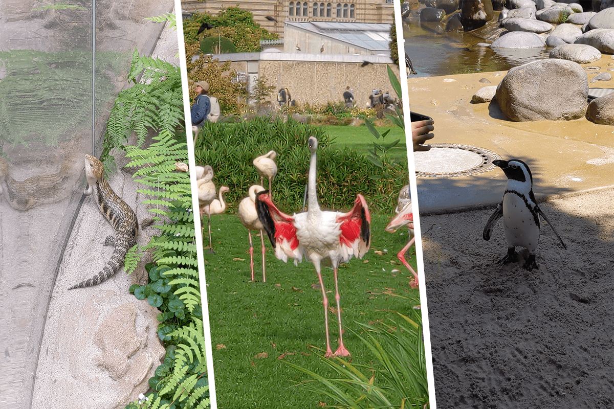 Zu sehen ist eine Kollage mit einem Reptil, Flamingos und einem Penguin im Zoo