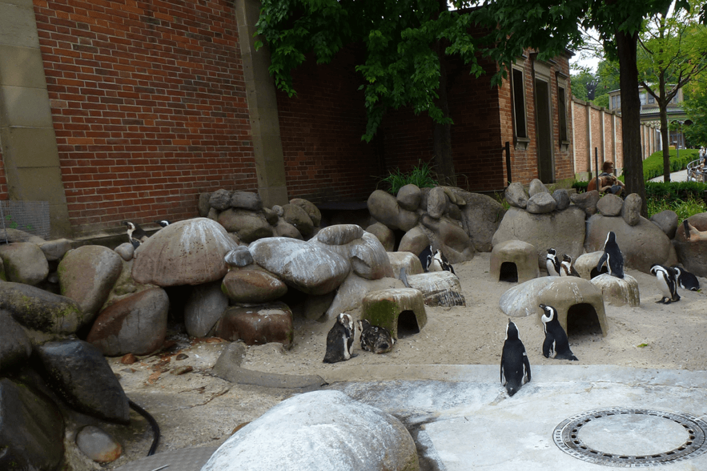 Pinguine stehen in einem Gehege mit Steinen