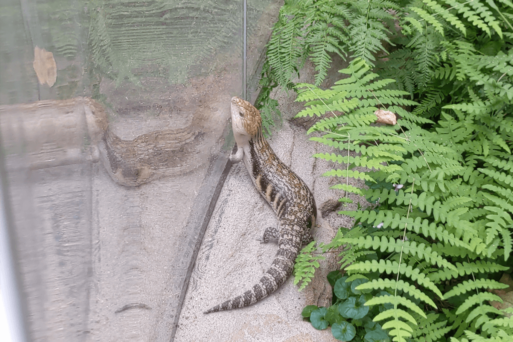 Ein Reptil drueckt seinen Kopf gegen die Glasscheibe eines Terrariums