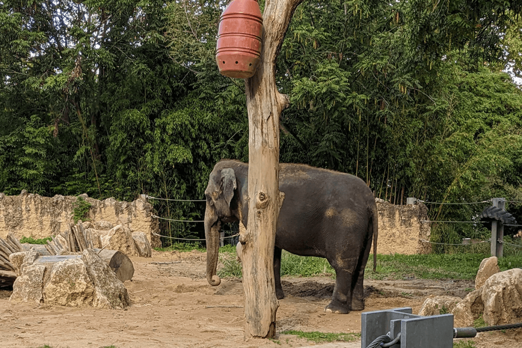 Ein Elefant steht hinter einem Baumstamm.