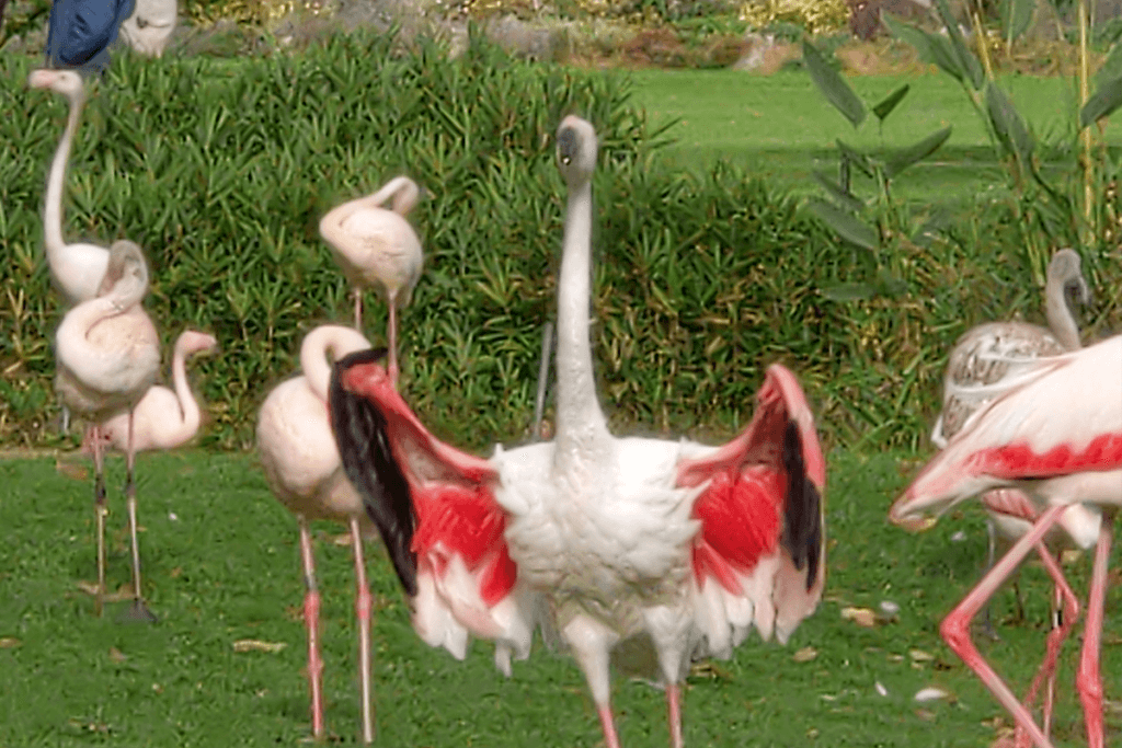 Ein Herde Flamingos steht auf einer Wiese. In der Mitte spreizt ein Flamingo seine beschnittenen Fluegel.