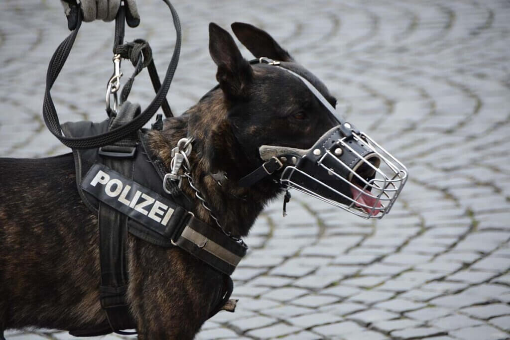 Ein Polizeihund mit Mundschutz