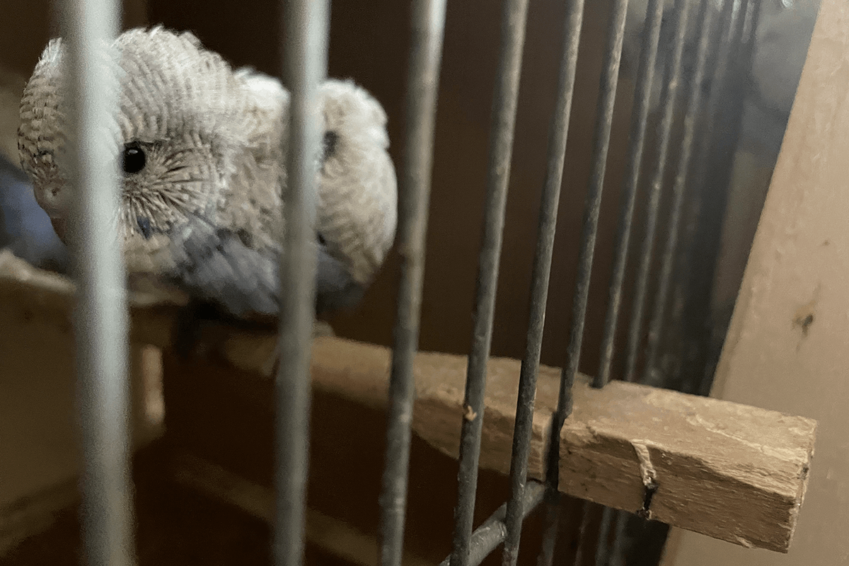 Ein Vogel sitzt auf einem Stueck Holz in einem Kaefig