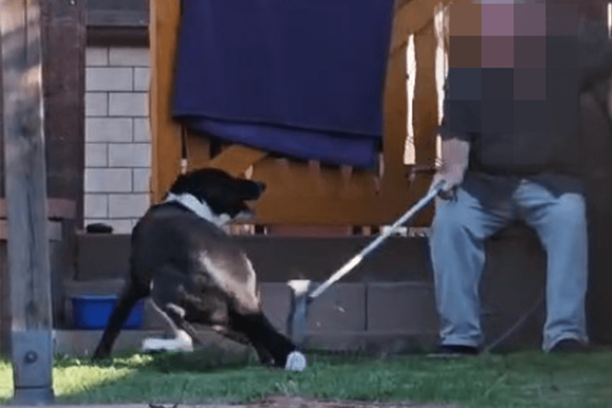 Ein Mann schlaegt einen Hund mit einem Stab