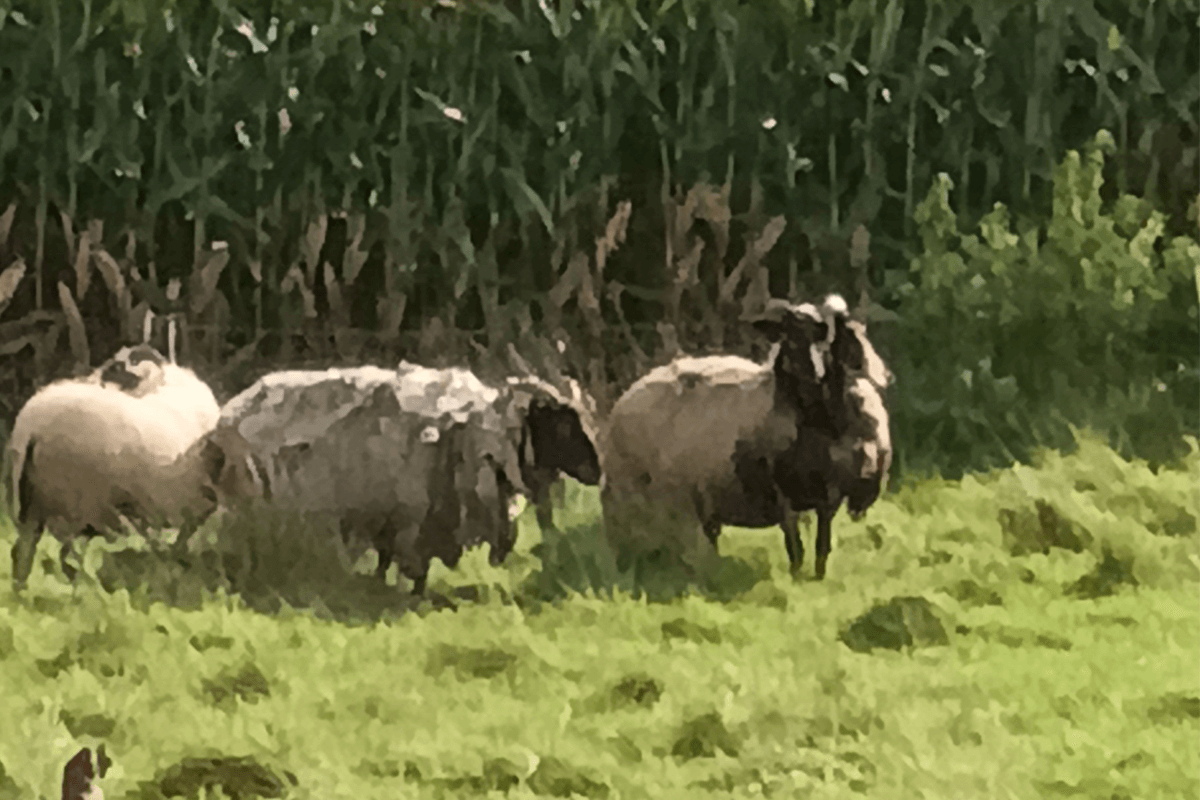 Mehrere Schafe auf einer Wiese